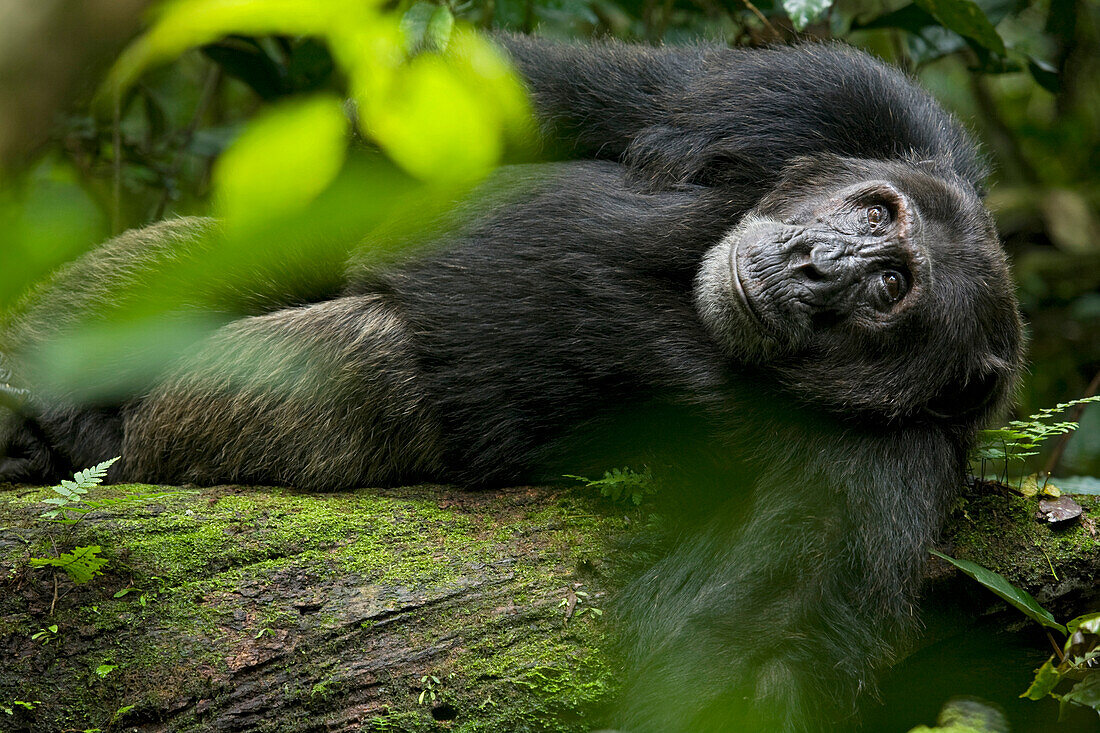 Africa, Uganda, Kibale National Park, Ngogo Chimpanzee Project. A male chimpanzee lounges on a fallen log and looks into the treetops.