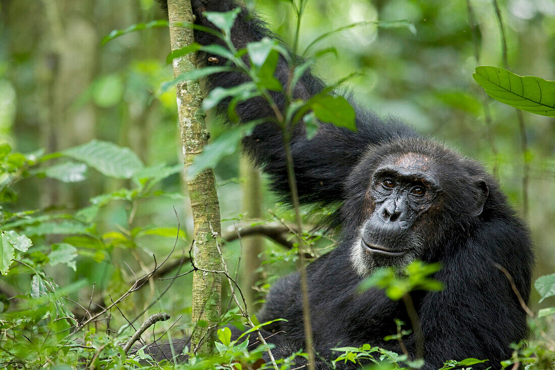 Afrika, Uganda, Kibale-Nationalpark, Ngogo-Schimpansenprojekt. Wilder männlicher Schimpanse starrt, sein Gesicht ist entspannt.