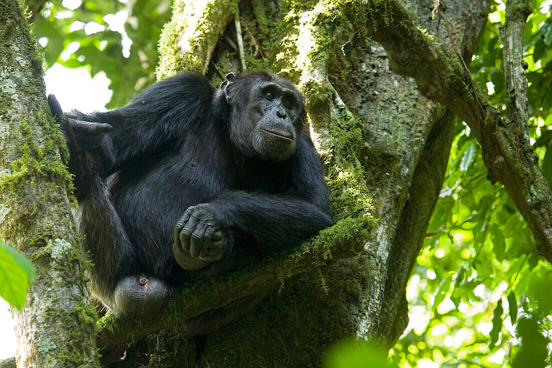 Afrika, Uganda, Kibale-Nationalpark, Ngogo-Schimpansenprojekt. Ein männlicher Schimpanse entspannt sich in einem Baum und beobachtet seine Umgebung.
