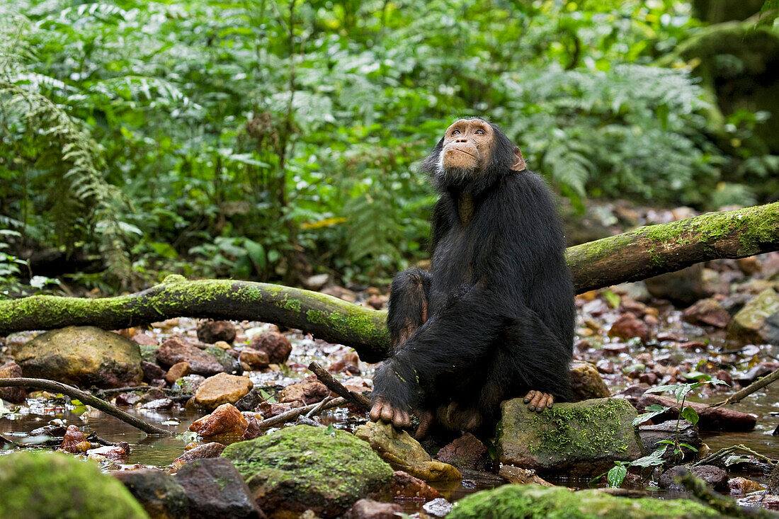 Africa, Uganda, Kibale National Park, Ngogo Chimpanzee Project. A juvenile chimp sits on a rock in a streambed observing the forest above.