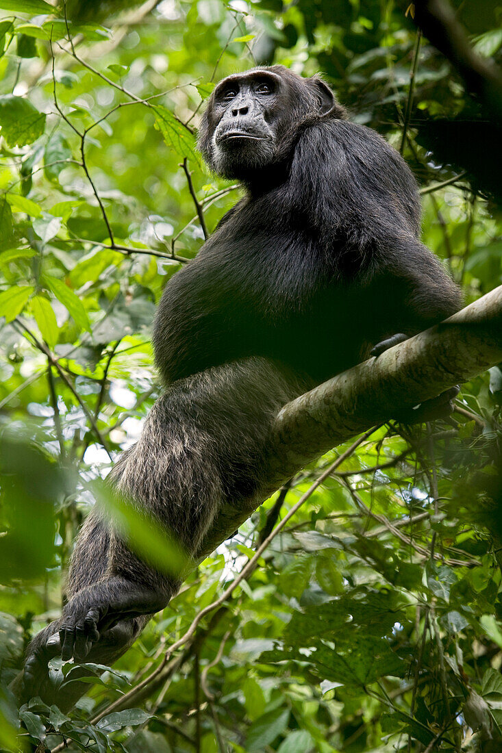 Africa, Uganda, Kibale National Park, Ngogo Chimpanzee Project. A male chimpanzee sits on the bend of a tree dangling his feet.