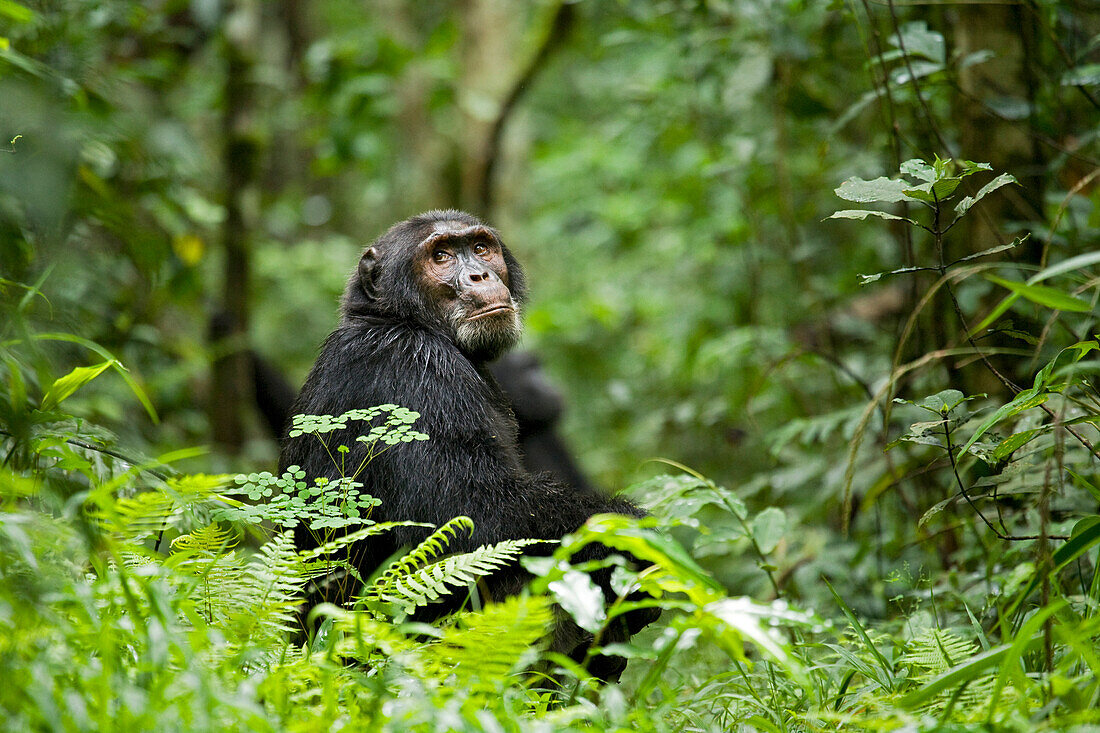 Afrika, Uganda, Kibale-Nationalpark, Ngogo-Schimpansenprojekt. Ein vom Regen durchnässter männlicher Schimpanse schaut über seine Schulter.