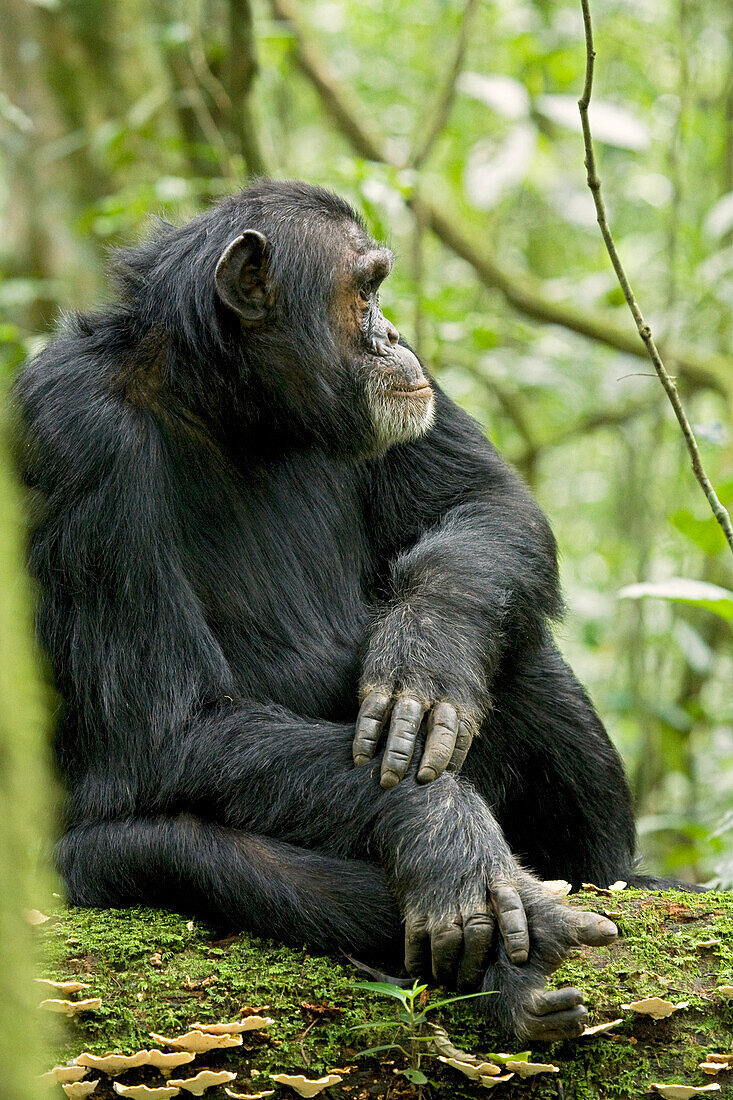 Afrika, Uganda, Kibale-Nationalpark, Ngogo-Schimpansenprojekt. Wilder männlicher Schimpanse sitzt auf einem Baumstamm im Wald und beobachtet seine Umgebung.