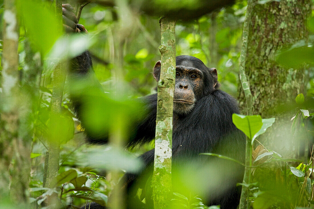 Africa, Uganda, Kibale National Park, Ngogo Chimpanzee Project. Young adult male chimpanzee sits among the saplings in the forest.