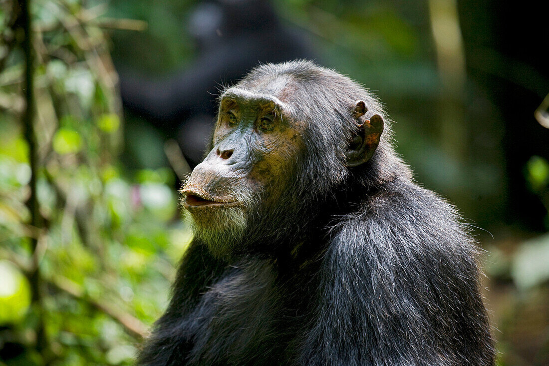 Afrika, Uganda, Kibale-Nationalpark, Ngogo-Schimpansenprojekt. Ein männlicher Schimpanse kommuniziert mit anderen Schimpansen im Wald und beginnt, mit der Pfote zu stoßen.