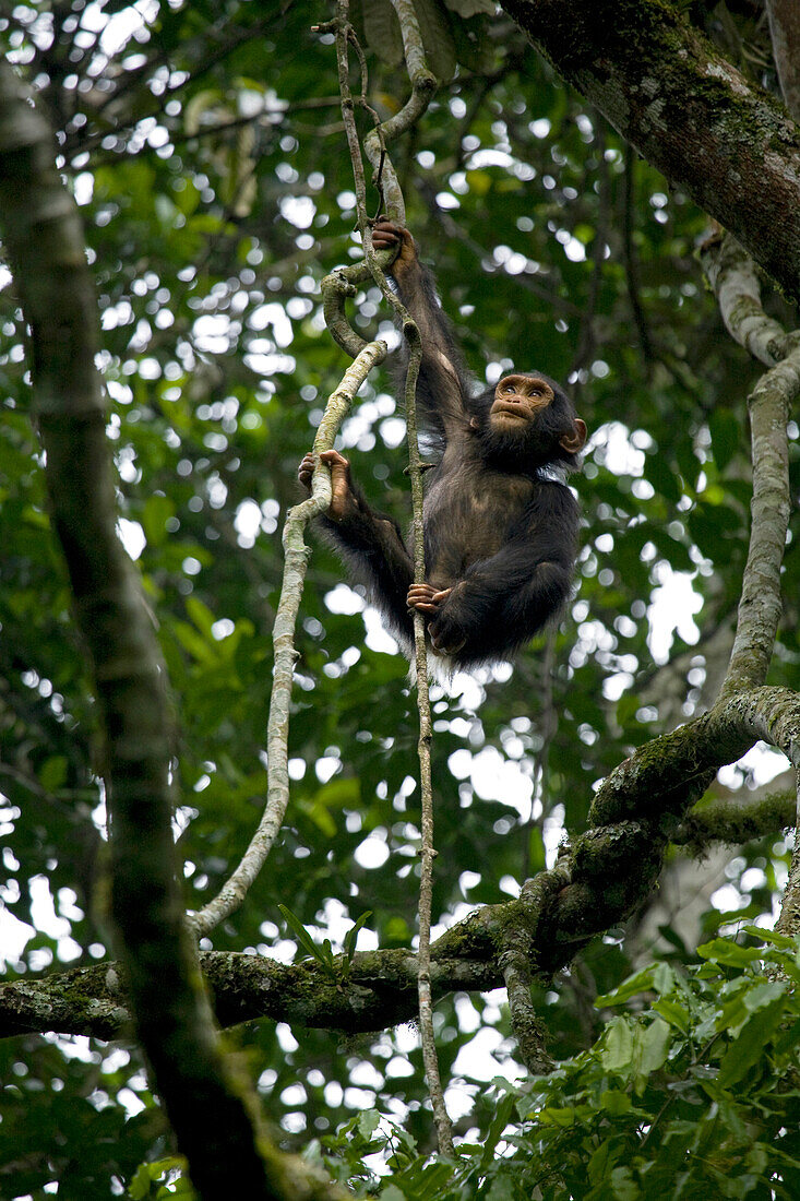 Afrika, Uganda, Kibale-Nationalpark, Ngogo-Schimpansenprojekt. Ein junger Schimpanse klettert auf eine Liane.