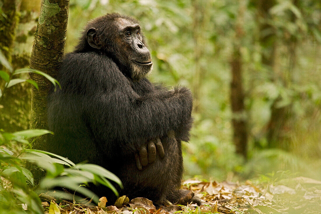Africa, Uganda, Kibale National Park, Ngogo Chimpanzee Project. Wild chimpanzee sits on a path resting against a tree.