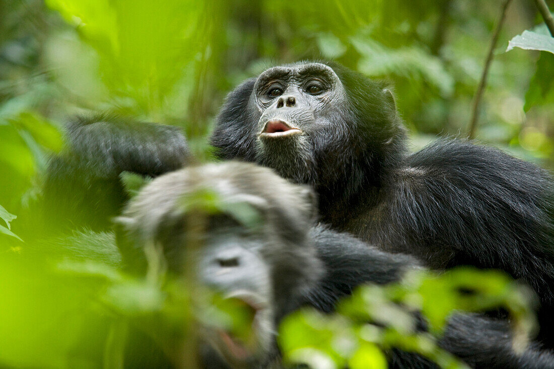 Afrika, Uganda, Kibale-Nationalpark, Ngogo-Schimpansenprojekt. Männliche Schimpansen hecheln als Reaktion auf entfernte Rufe anderer Schimpansen.