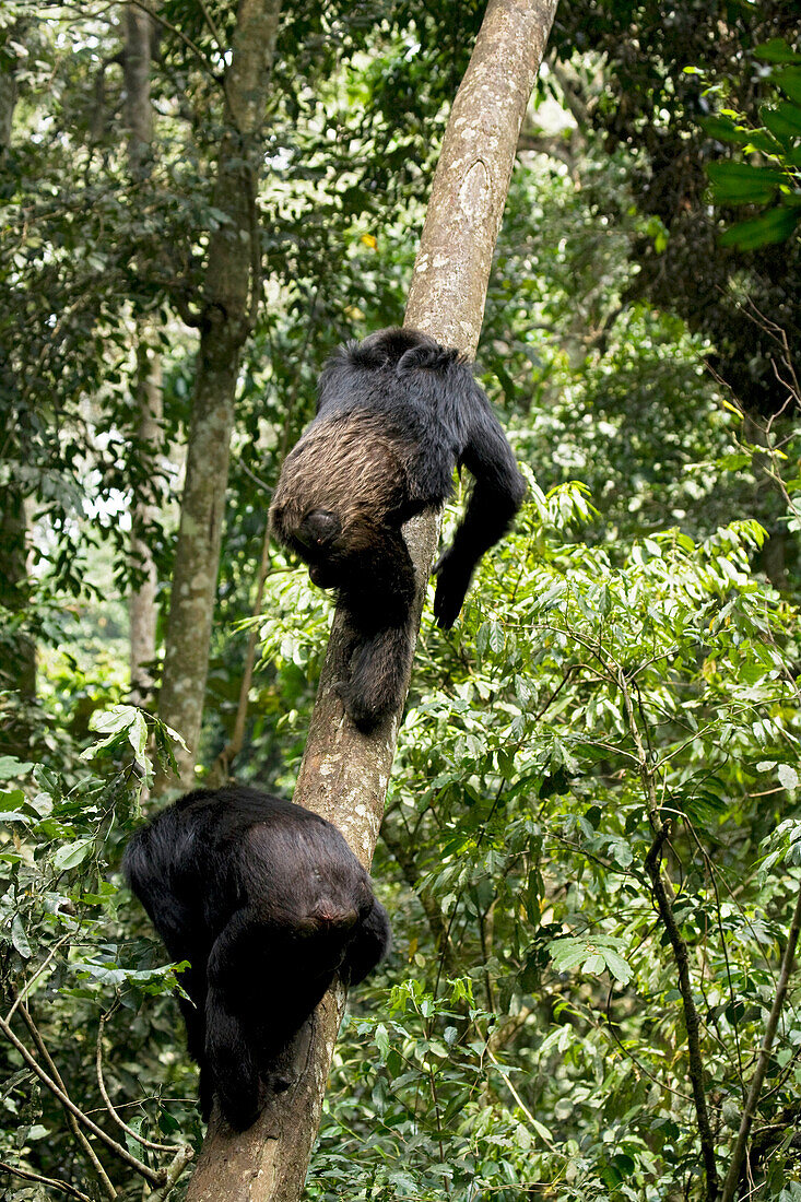 Africa, Uganda, Kibale National Park, Ngogo Chimpanzee Project. Natural climbers, chimpanzees ascend easily up tree trunks.