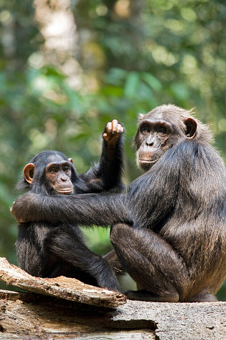 Afrika, Uganda, Kibale-Nationalpark, Ngogo-Schimpansenprojekt. Eine Schimpansenmutter tröstet ihre Tochter, die einen Wutanfall hat, weil sie gerade entwöhnt wird.