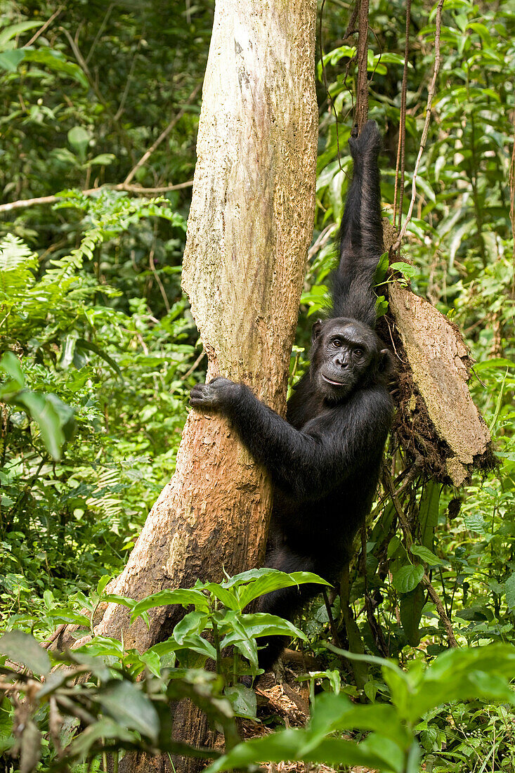 Afrika, Uganda, Kibale-Nationalpark, Ngogo-Schimpansenprojekt. Ein wildes Schimpansenweibchen macht eine Pause vom Fressen des toten Holzes eines verrottenden Baumstammes und schaut in Richtung der Vegetation.