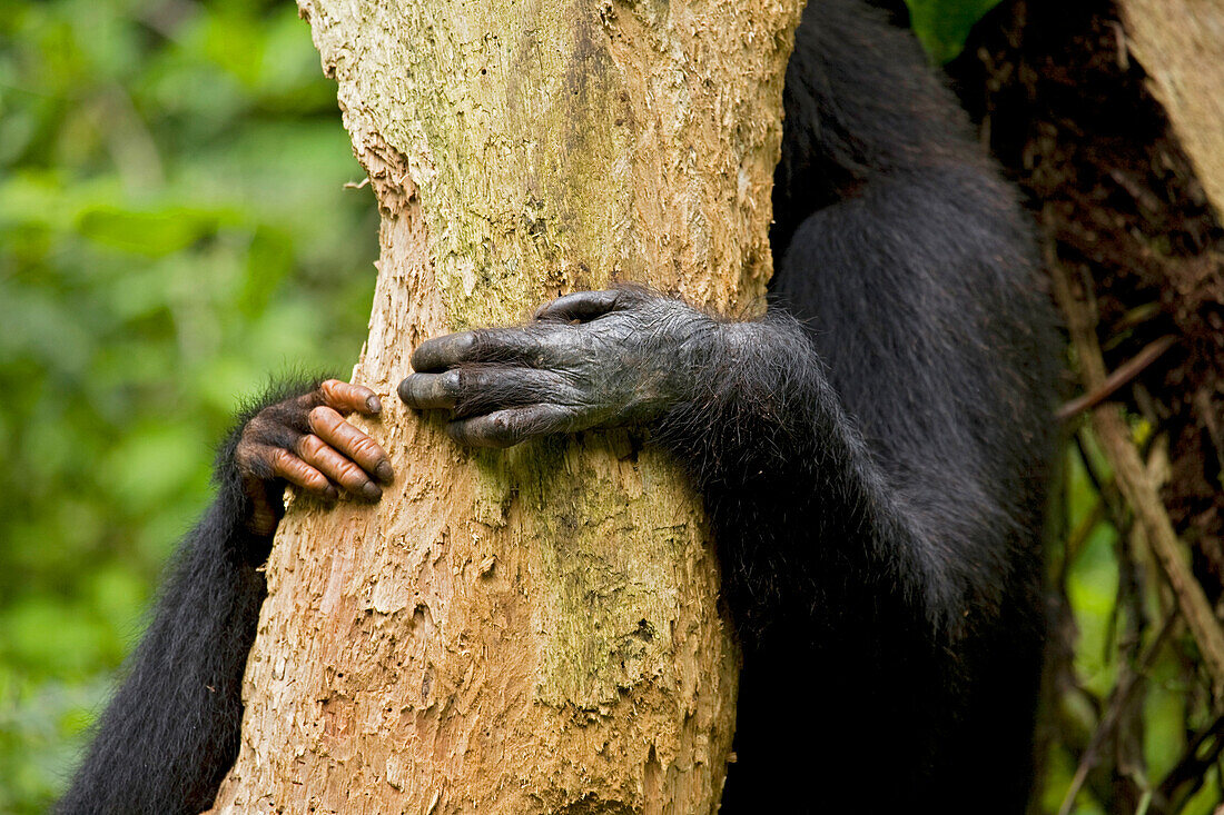 Afrika, Uganda, Kibale-Nationalpark, Ngogo-Schimpansenprojekt. Die langen, schmalen Hände eines Schimpansenweibchens und ihres Nachwuchses umarmen einen verrottenden Baum, ihre Gesichter sind verborgen, während sie das tote Holz vom Stamm fressen.