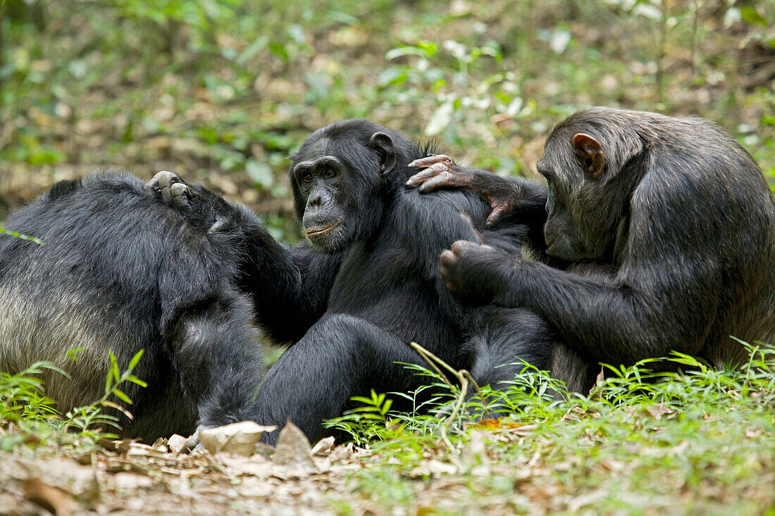 Afrika, Uganda, Kibale-Nationalpark, Ngogo-Schimpansenprojekt. Drei männliche Schimpansen pflegen sich sozial in einer geraden Linie. Sie benutzen ihre Finger, um die Haare zu scheiteln und die Haut zur Reinigung freizulegen.