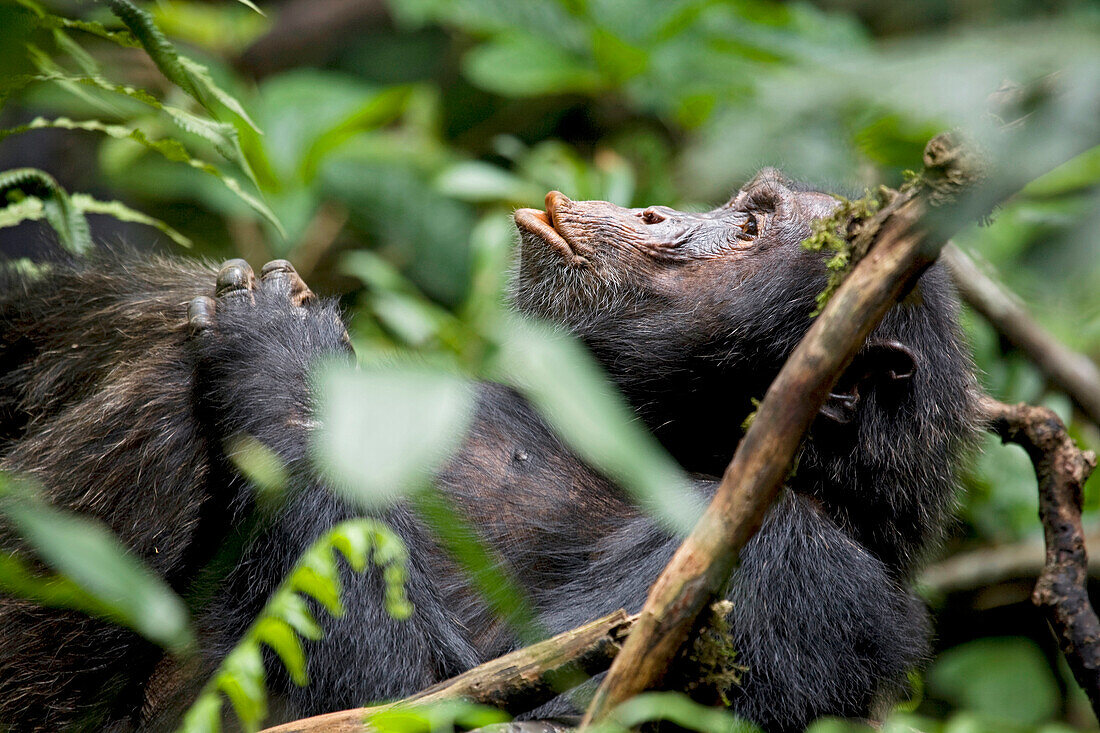 Afrika, Uganda, Kibale-Nationalpark, Ngogo-Schimpansenprojekt. Ein ruhender männlicher Schimpanse beginnt zu hecheln und ruft nach anderen Schimpansen in der Nähe.