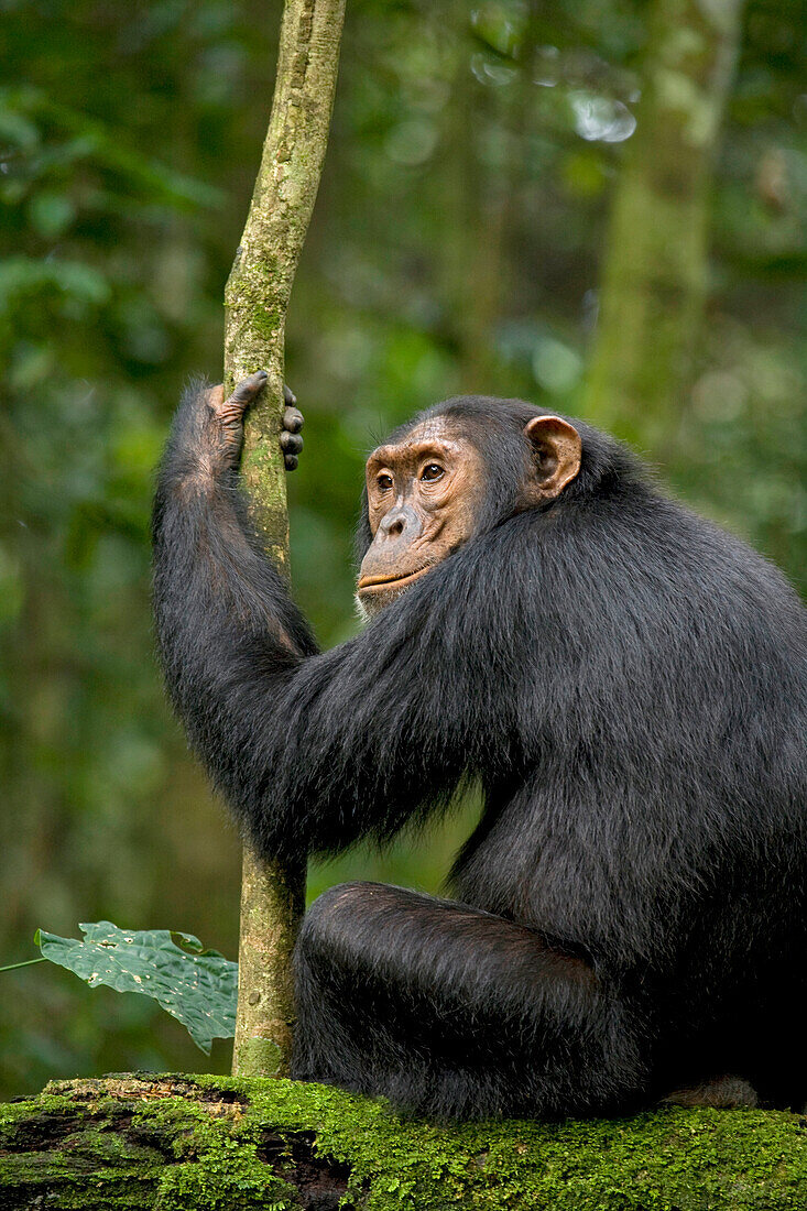 Afrika, Uganda, Kibale-Nationalpark, Ngogo-Schimpansenprojekt. Junger erwachsener Schimpanse lauscht und erwartet die Ankunft der anderen Schimpansen in seiner Gemeinschaft