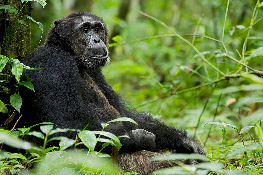 Afrika, Uganda, Kibale-Nationalpark, Ngogo-Schimpansenprojekt. Wilder männlicher Schimpanse sitzt an einen Baum gelehnt und beobachtet seine Umgebung.