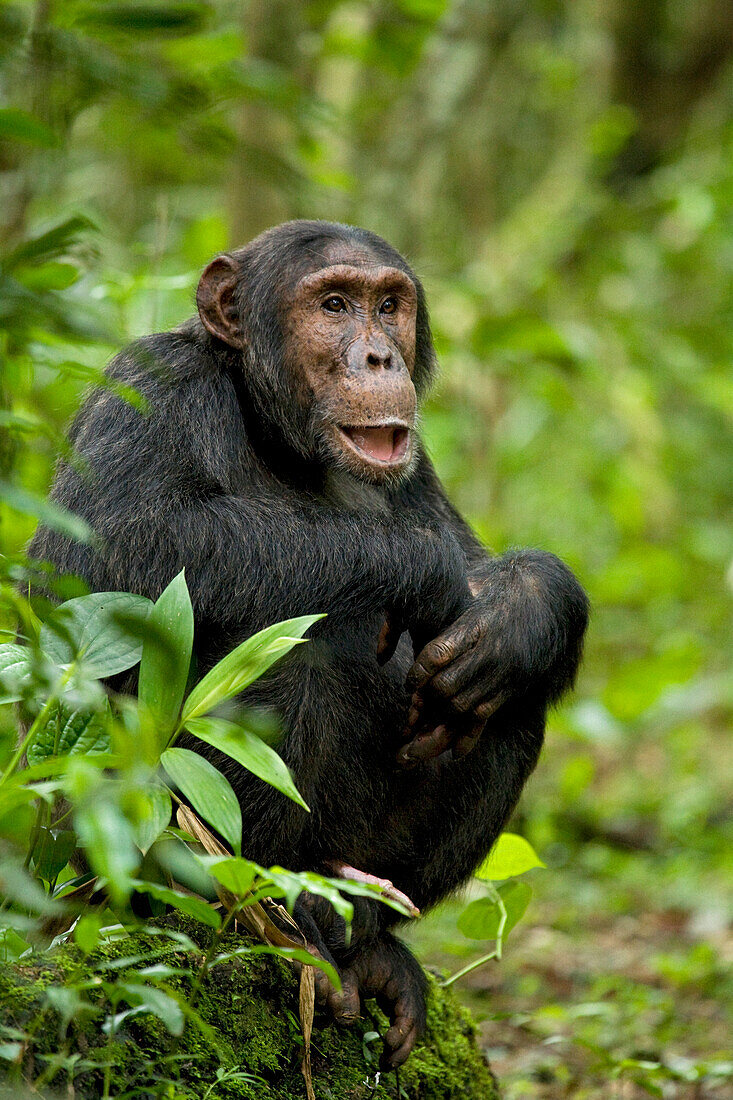 Afrika, Uganda, Kibale-Nationalpark, Ngogo-Schimpansenprojekt. Ein junger erwachsener Schimpanse beobachtet seine Umgebung und zeigt soziale Erregung in seinem Gesicht und mit einer teilweisen Erektion.