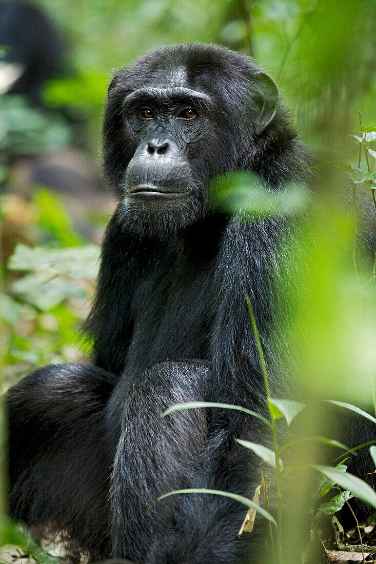 Afrika, Uganda, Kibale-Nationalpark, Ngogo-Schimpansenprojekt. Wilder männlicher Schimpanse sitzt da und beobachtet seine Umgebung.