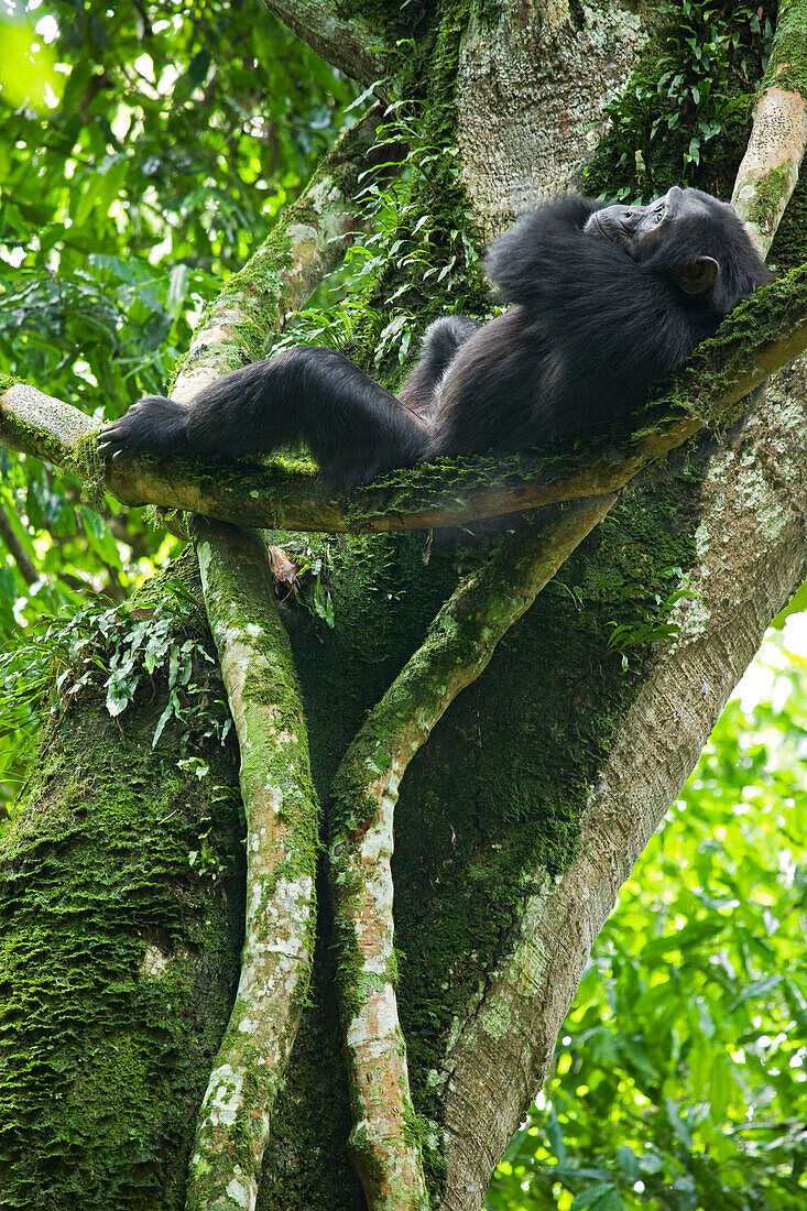 Afrika, Uganda, Kibale-Nationalpark, Ngogo-Schimpansenprojekt. Ein wilder Schimpanse ruht sich auf einer Liane aus.