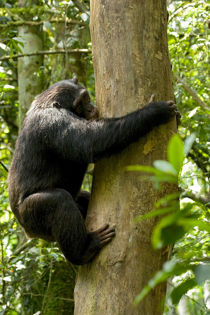 Africa, Uganda, Kibale National Park, Ngogo Chimpanzee Project. A male chimpanzee clings to a dead tree and uses his teeth to scrape rotted wood from the tree trunk.