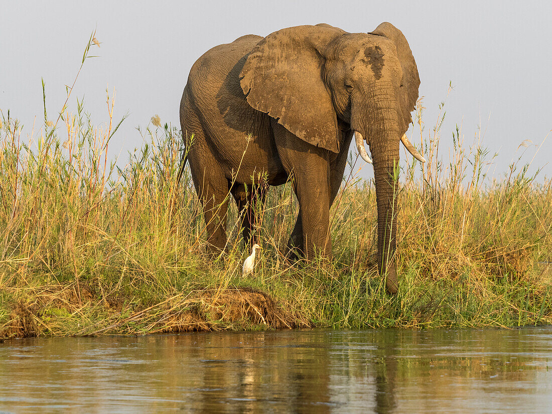 Afrika, Sambia. Elefant neben dem Sambesi-Fluss