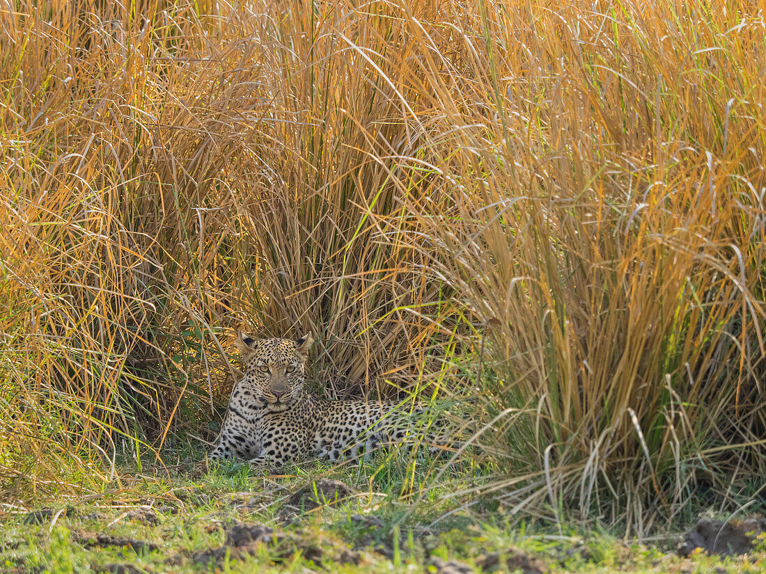 Afrika, Sambia. Im Gras ruhender Leopard