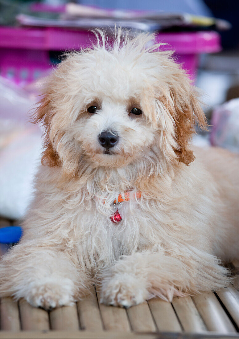 Flauschiger weißer Hund, Thailand