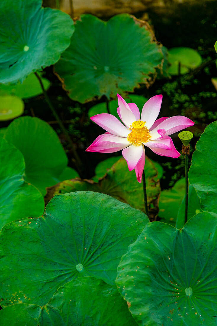 Lotus Blossom Flower, Ving Trang Pagoda, Vietnam, Asia