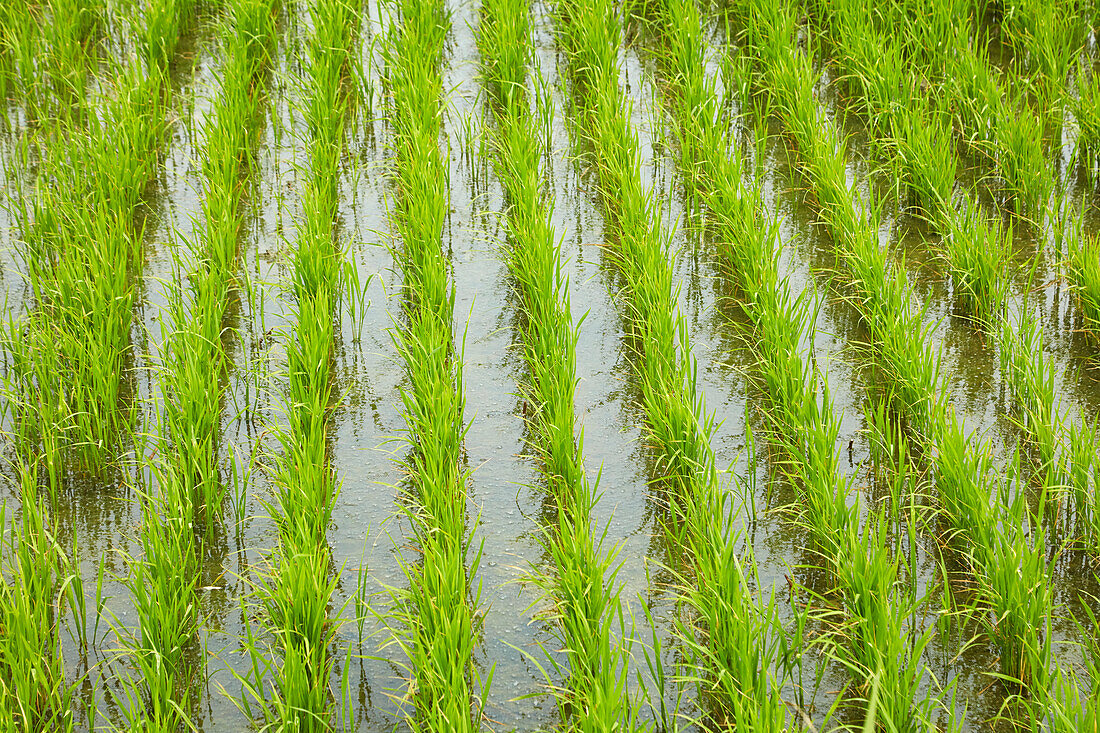 Reisfeld, in der Nähe von Tan Hoa, Provinz Tien Giang, Mekong-Delta, Vietnam