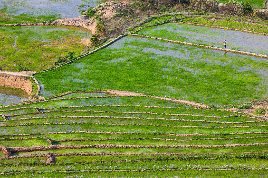 Vietnam, Muong, erhöhter Blick auf Reisfelder