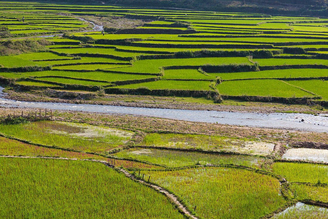 Vietnam, Thuan Chau, rice fields