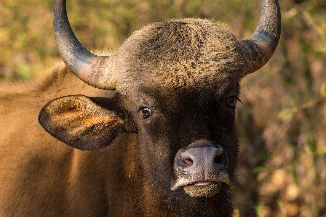 India. Gaur, Indian wild bison (Bos gaurus) at Kanha tiger reserve.