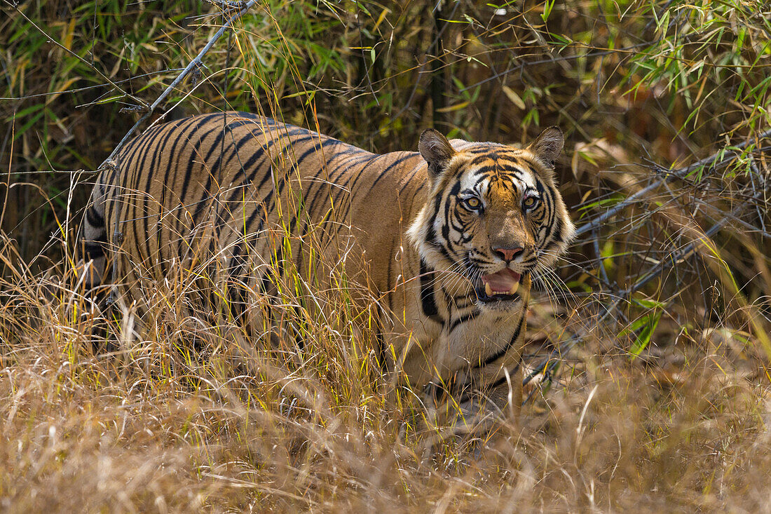 Indien. Männlicher bengalischer Tiger (Pantera Tigris Tigris) genießt die Kühle eines Wasserlochs im Tigerreservat Bandhavgarh.