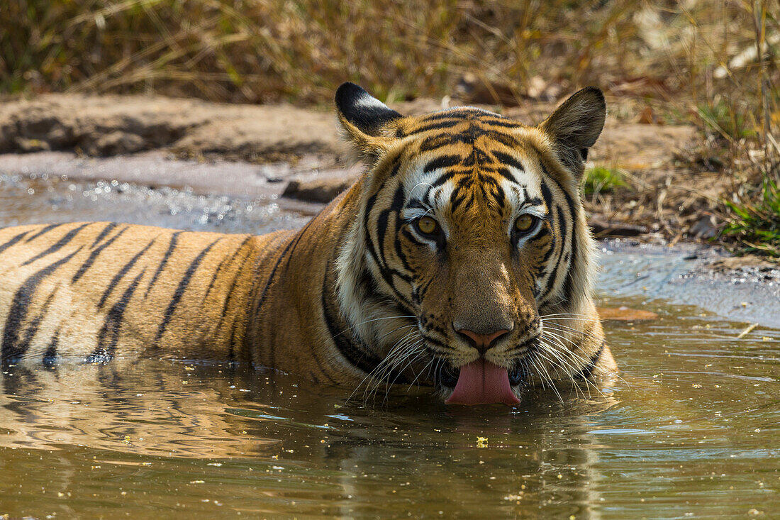 Indien. Männlicher bengalischer Tiger (Pantera Tigris Tigris) genießt die Kühle eines Wasserlochs im Bandhavgarh Tiger Reserve.