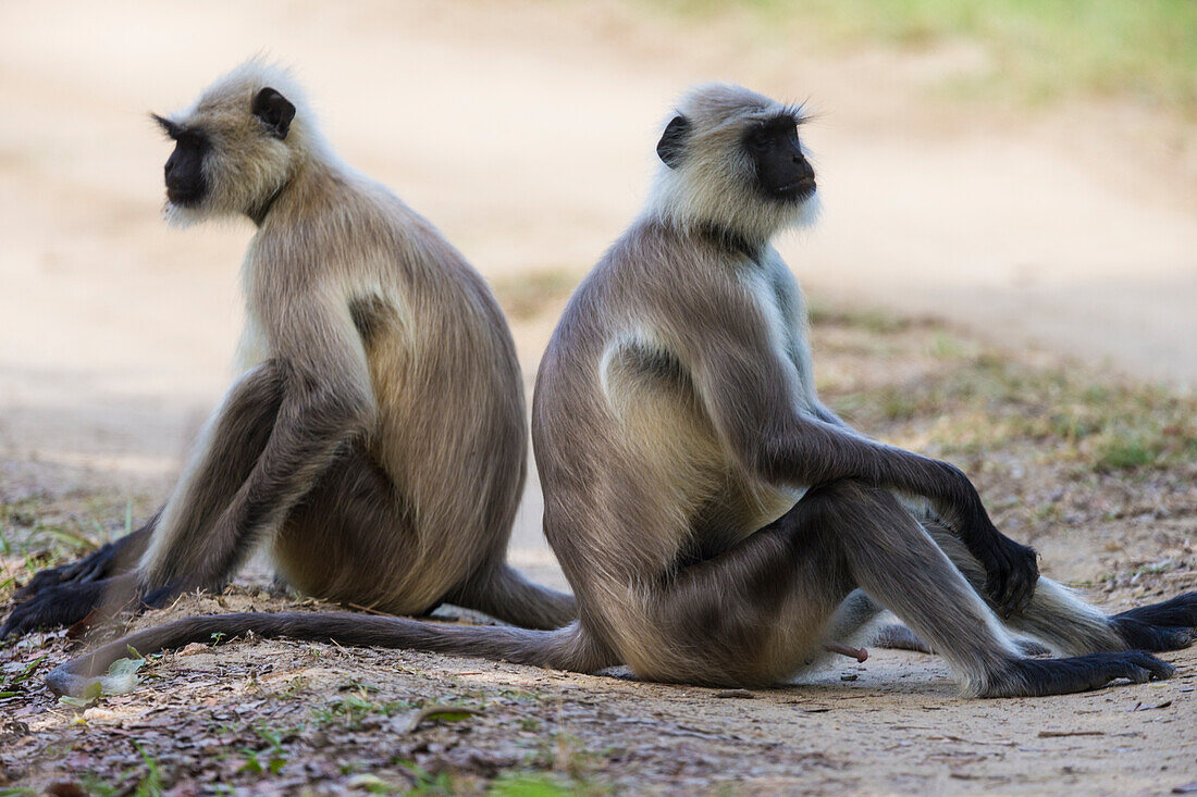 India. Grey langur, Hanuman langur (Semnopithecus entellus) at Bandhavgarh Tiger Reserve