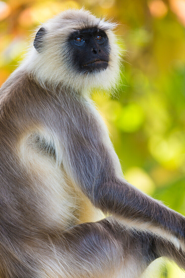 India. Grey langur, Hanuman langur (Semnopithecus entellus) at Bandhavgarh Tiger Reserve