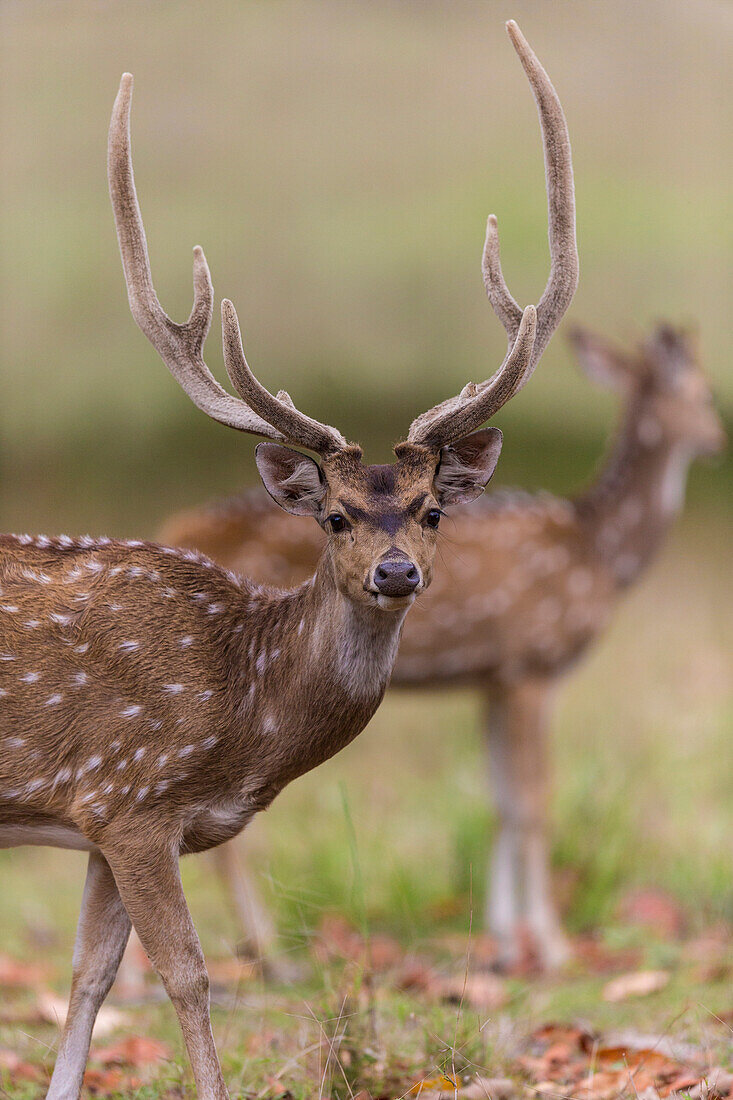 India. Chital, spotted deer (Axis axis) at Kanha Tiger Reserve National Park.