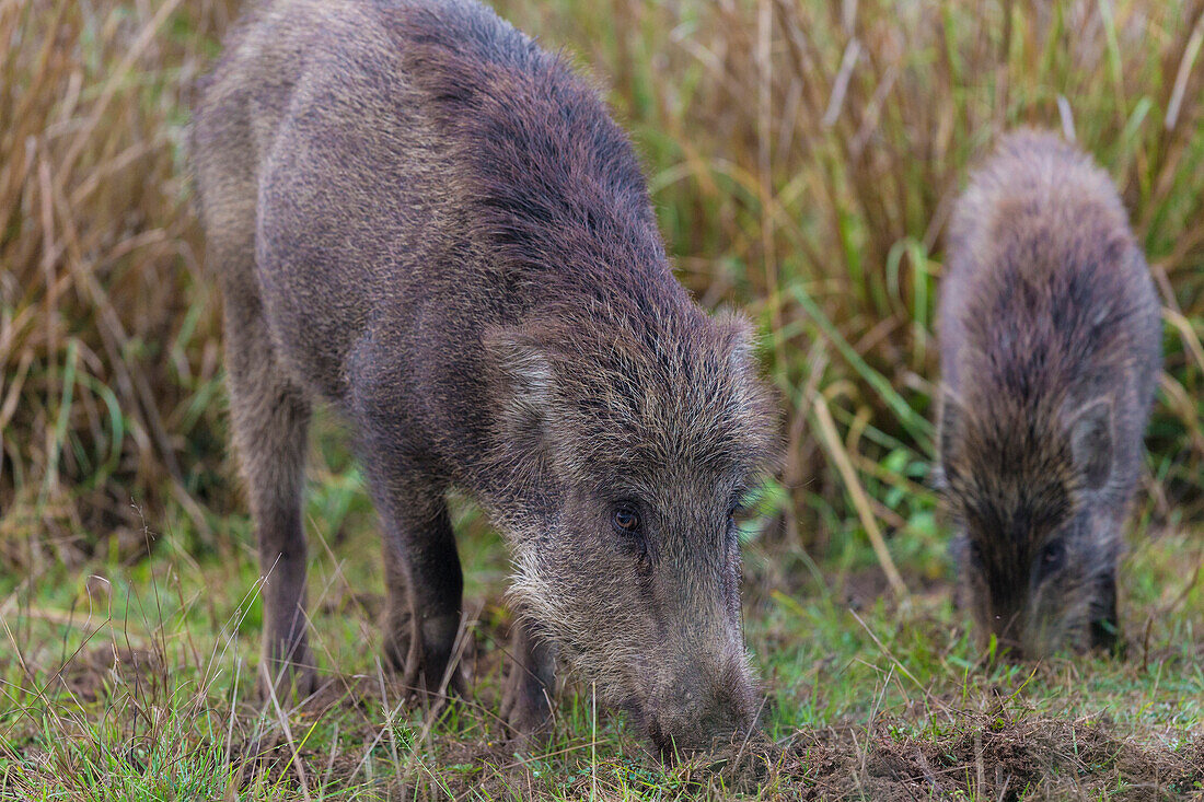 India. Indian boar (Sus scrofa cristatus) at Kanha Tiger reserve.