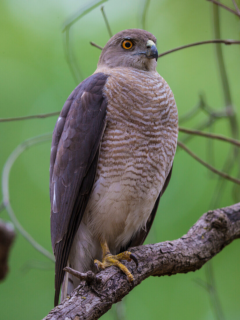 Indien. Shikra (Accipiter badius) im Kanha-Tiger-Reservat.