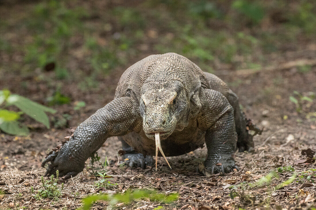 Indonesia, Komodo Dragon National Park. Close-up of Komodo dragon