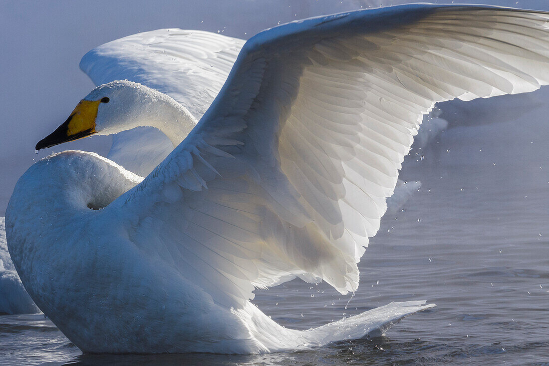 Whooper swan, Hokkaido Island, Japan