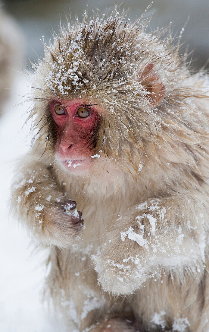 Asia, Japan, Nagano, Jigokudani Yaen Koen, Snow Monkey Park, Japanese macaque, Macaca fuscata. Portrait of a baby Japanese macaque covered in snow.