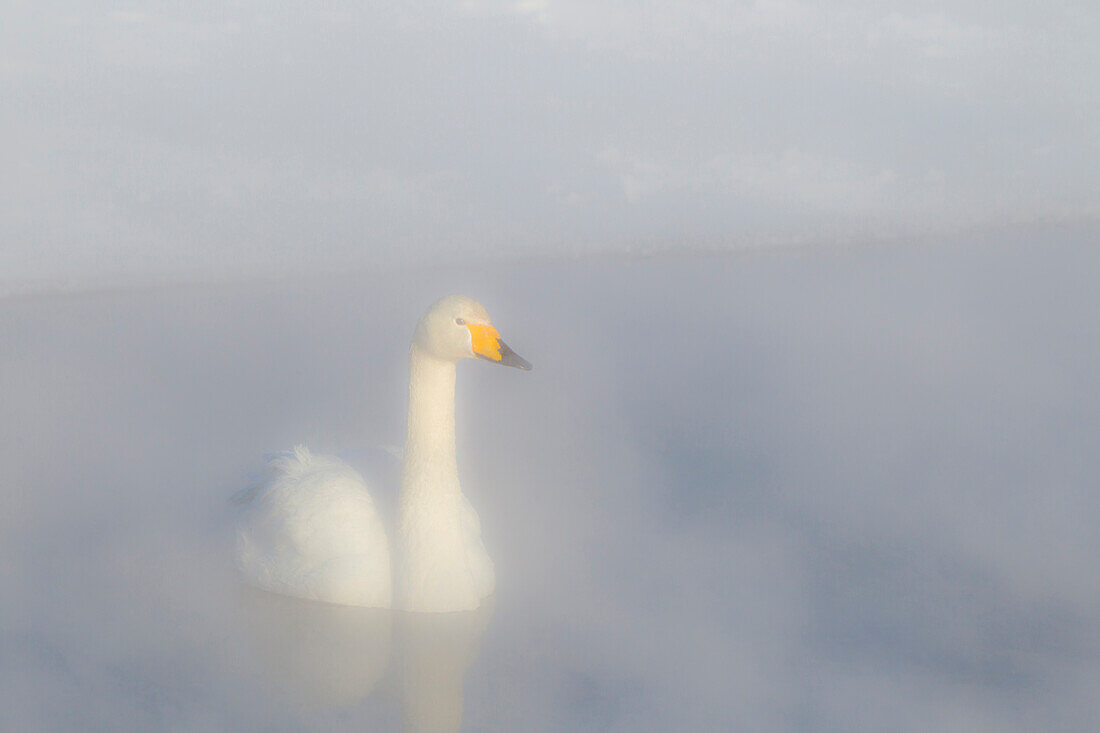 Asia, Japan, Hokkaido, Lake Kussharo, whooper swan, Cygnus cygnus. A whooper swan emerges from the heavy mist at dawn.
