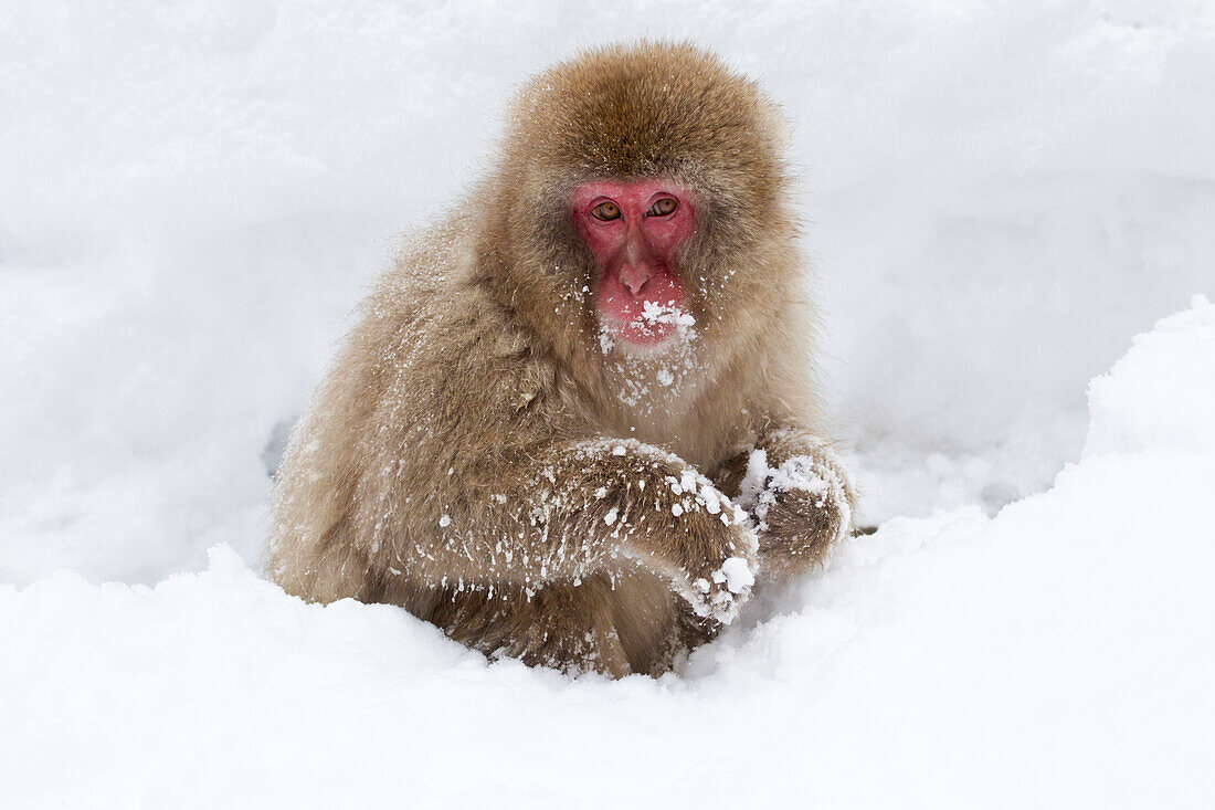 Asia, Japan, Nagano, Jigokudani Yaen Koen, Snow Monkey Park, Japanese macaque, Macaca fuscata. A Japanese macaque moves through the heavy snow drifts.