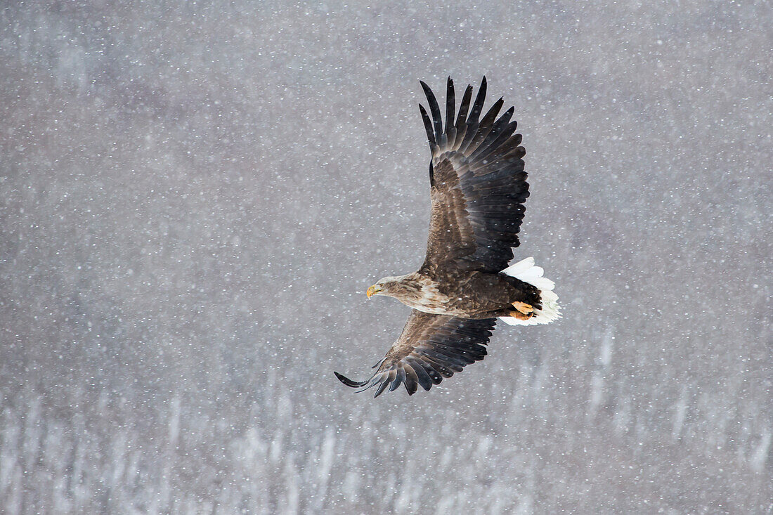Asia, Japan, Hokkaido, Kushiro, Akan International Crane Center, white-tailed eagle, Haliaeetus albicilla. Portrait of a white-tailed eagle in flight during a snow squall.