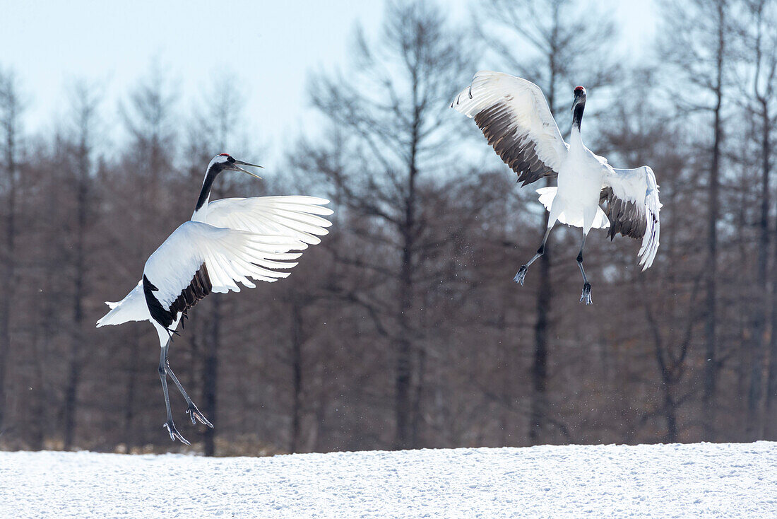 Asien, Japan, Hokkaido, Tsuri-Ito, Tancho-Schutzgebiet, Rotscheitelkranich, Grus japonensis. Zwei Rotscheitelkraniche springen während ihres Balztanzes hoch in die Luft.