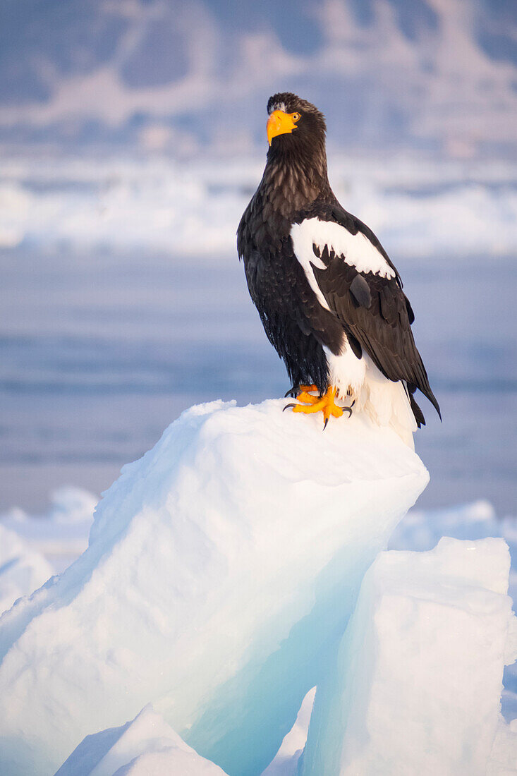 Asia, Japan, Hokkaido, Rausu, Steller's sea eagle, Haliaeetus pelagicus. Portrait of a Steller's sea eagle on a snow perch.