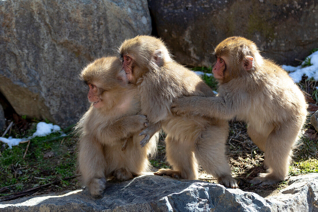 Asien, Japan, Nagano, Jigokudani Yaen Koen, Snow Monkey Park, Japanmakak, Macaca fuscata. Drei Schneeaffenbabys halten sich aneinander fest, um sich zu trösten.