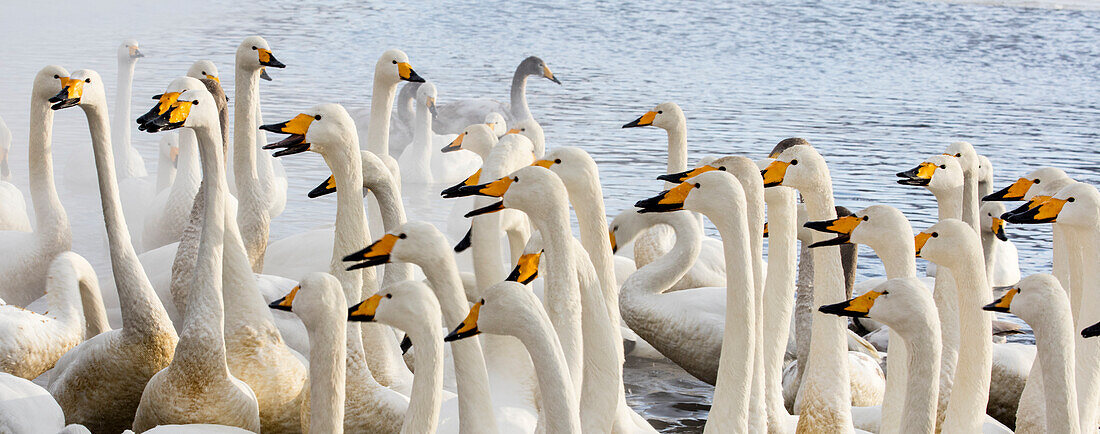 Japan, Hokkaido, Kussharo-See. Singschwan-Schwarm