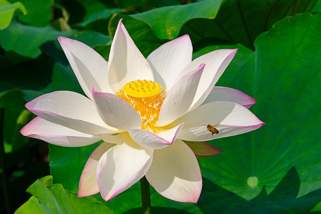 Lotus flower, Kyoto, Japan